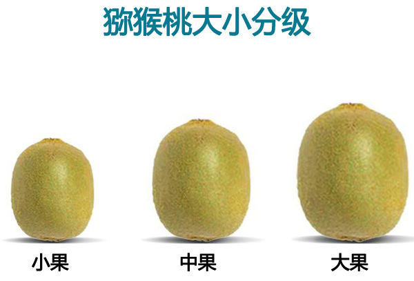 獼猴桃分級方法